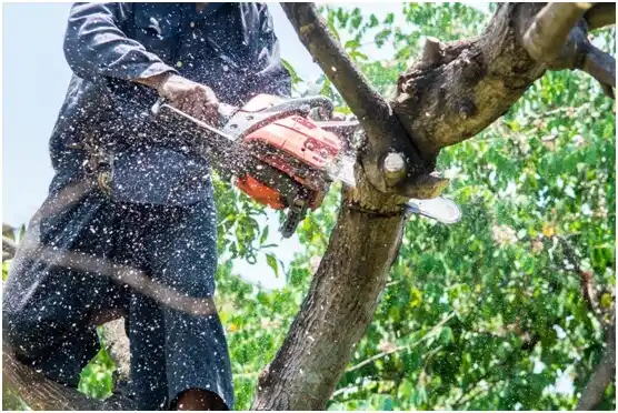 tree services Beavercreek